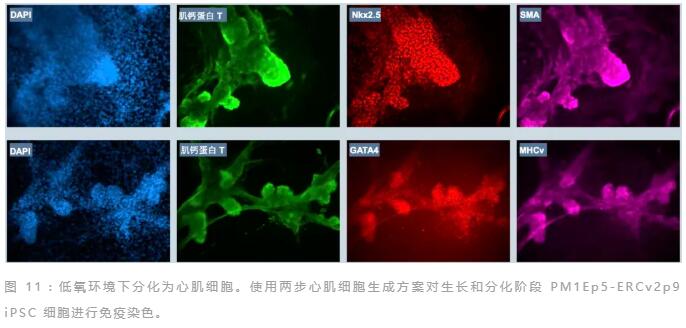 第二彈｜實驗證明低氧條件下的干細胞培養(yǎng)效果更好！